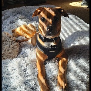 Fundraising Page: Tiea Zehnbauer